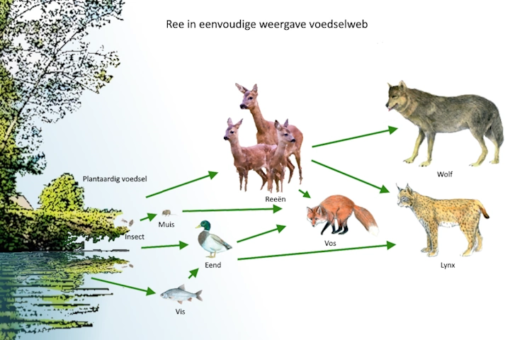 Ree in eenvoudige weergave voedselweb Afbeelding: Ree in eenvoudige weergave voedselweb