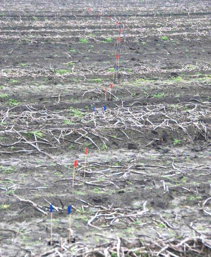 gemarkeerde hoef-afdrukken van voor- en achterlopers ree Foto: Gemarkeerde hoef-afdrukken van voor- en achterlopers ree. foto: Peter Venema