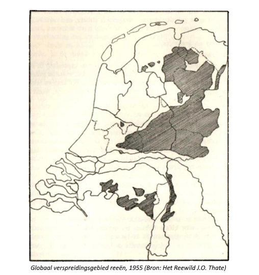 Kaart: Globaal verspreidingsgebied reeën, 1955 (Bron: Het Reewild, Mr. J.O. Thate) Kaart: Globaal verspreidingsgebied reeën, 1955 (Bron: Het Reewild, Mr. J.O. Thate
